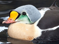 Picture of Alaska: The Kenai Peninsula