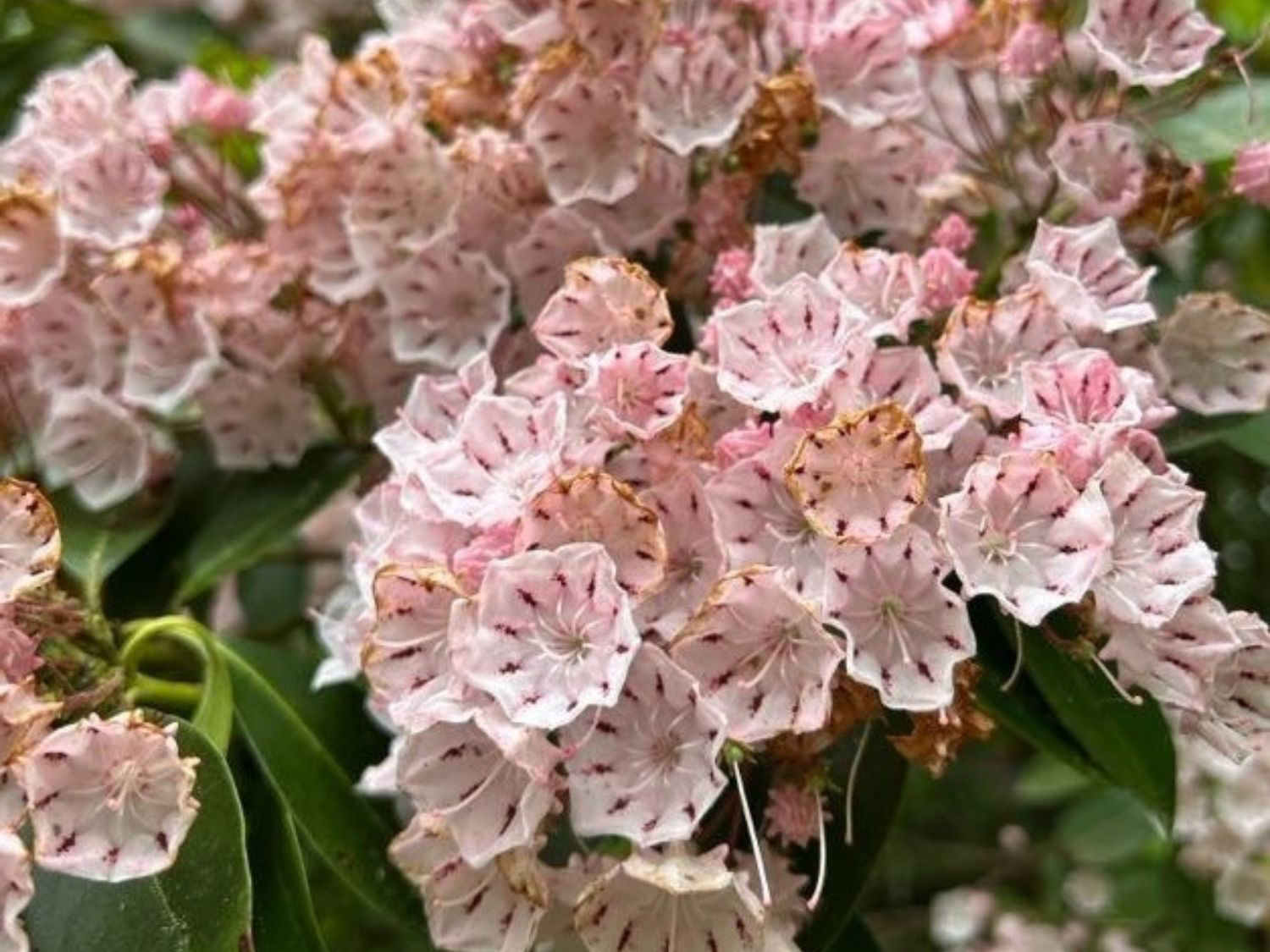 Picture of Waterfalls, Wildflowers, and Wineries