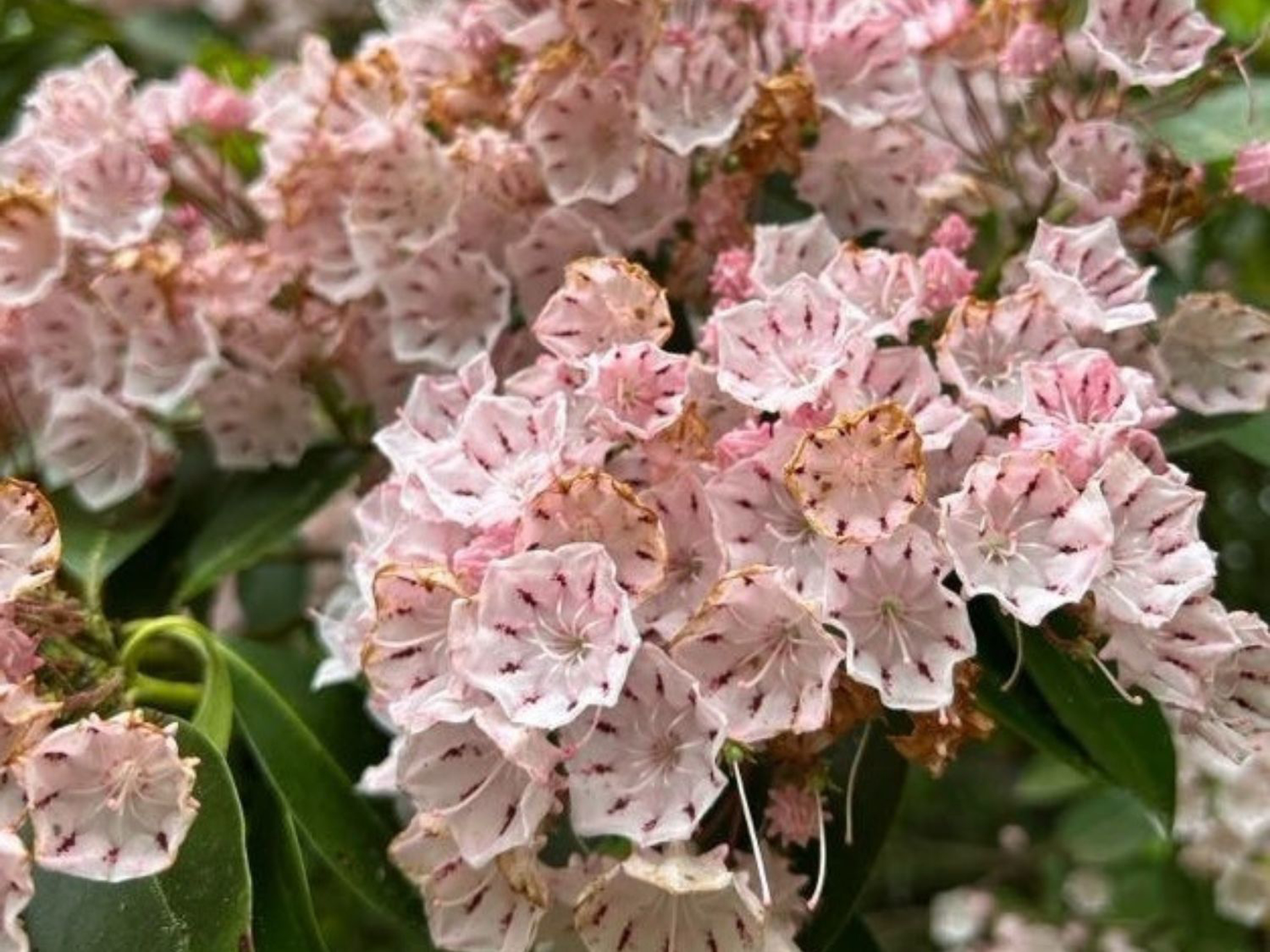 Picture of Waterfalls, Wildflowers, and Wineries
