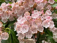 Picture of Waterfalls, Wildflowers, and Wineries