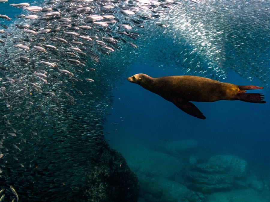 Baja & Beyond - Camping and Kayaking on the Sea of Cortez