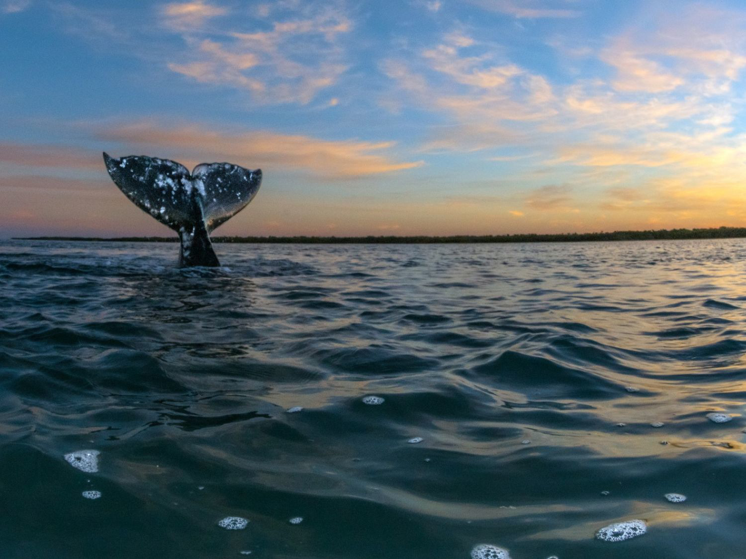 Picture of Baja & Beyond - Camping and Kayaking on the Sea of Cortez