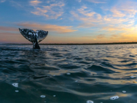 Picture of Baja Unplugged: An Island Escape on the Sea of Cortez