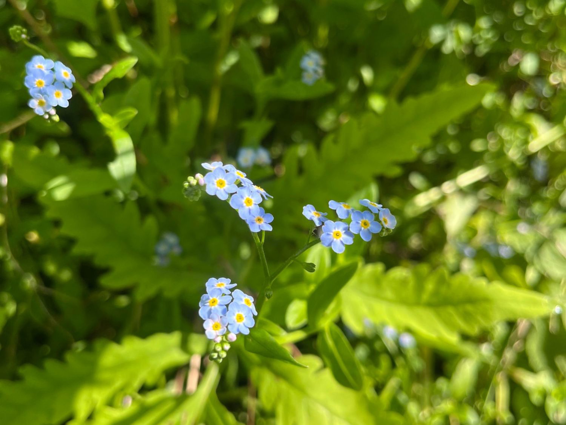 Picture of Slackpacking® the Appalachian Trail: Massachusetts