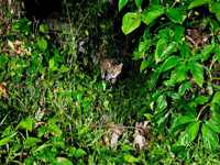 Picture of Best of Belize: Snorkeling, Kayaking & Culture