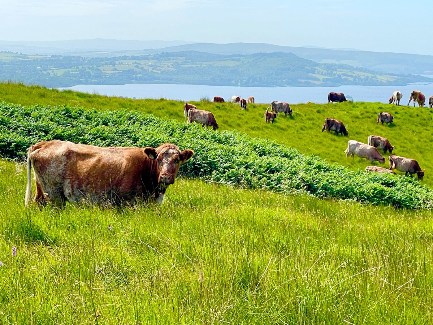 Picture of Exploring Scotland: Isles, Landscapes, and Lochs