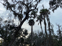 Picture of Paddling with Manatees