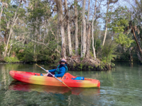 Picture of Paddling with Manatees