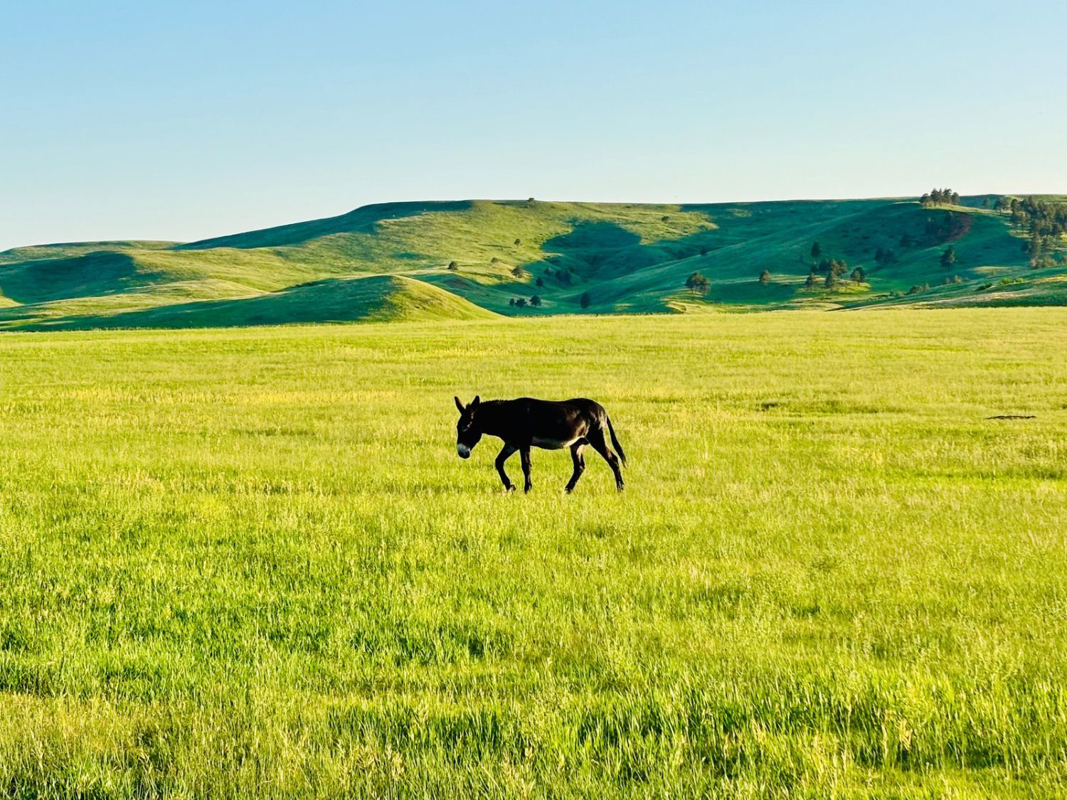 Picture of South Dakota Hills and Thrills