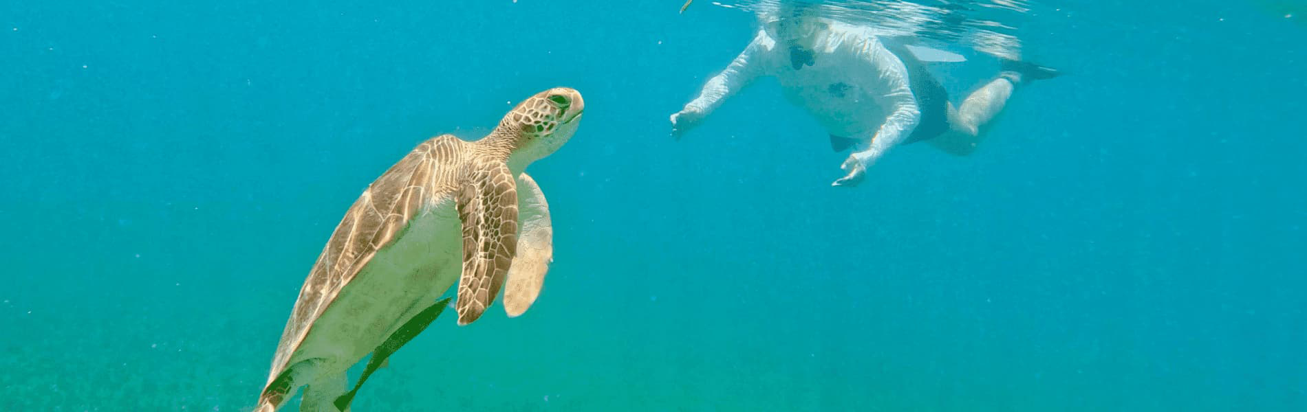 A snorkeler gliding underwater toward a graceful sea turtle, surrounded by clear blue ocean water.