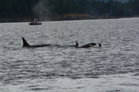 Picture of San Juan Islands Exploration