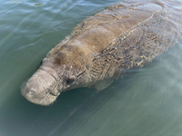 Picture of Paddling with Manatees