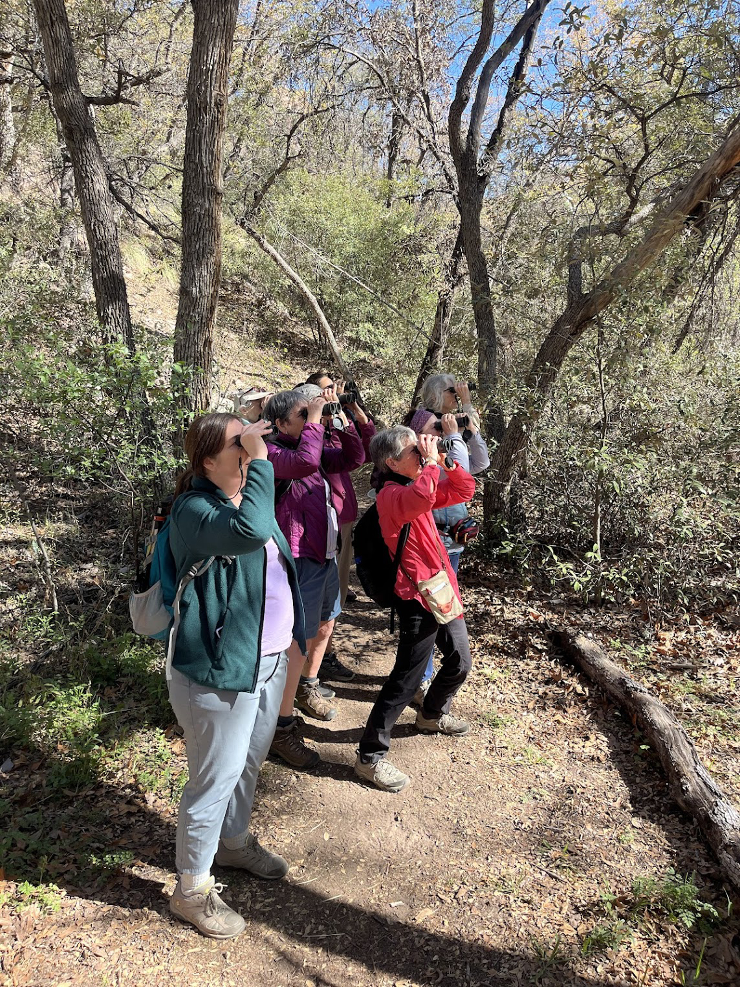 Picture of Desert Melodies: Intro to Birding and Hiking in Arizona
