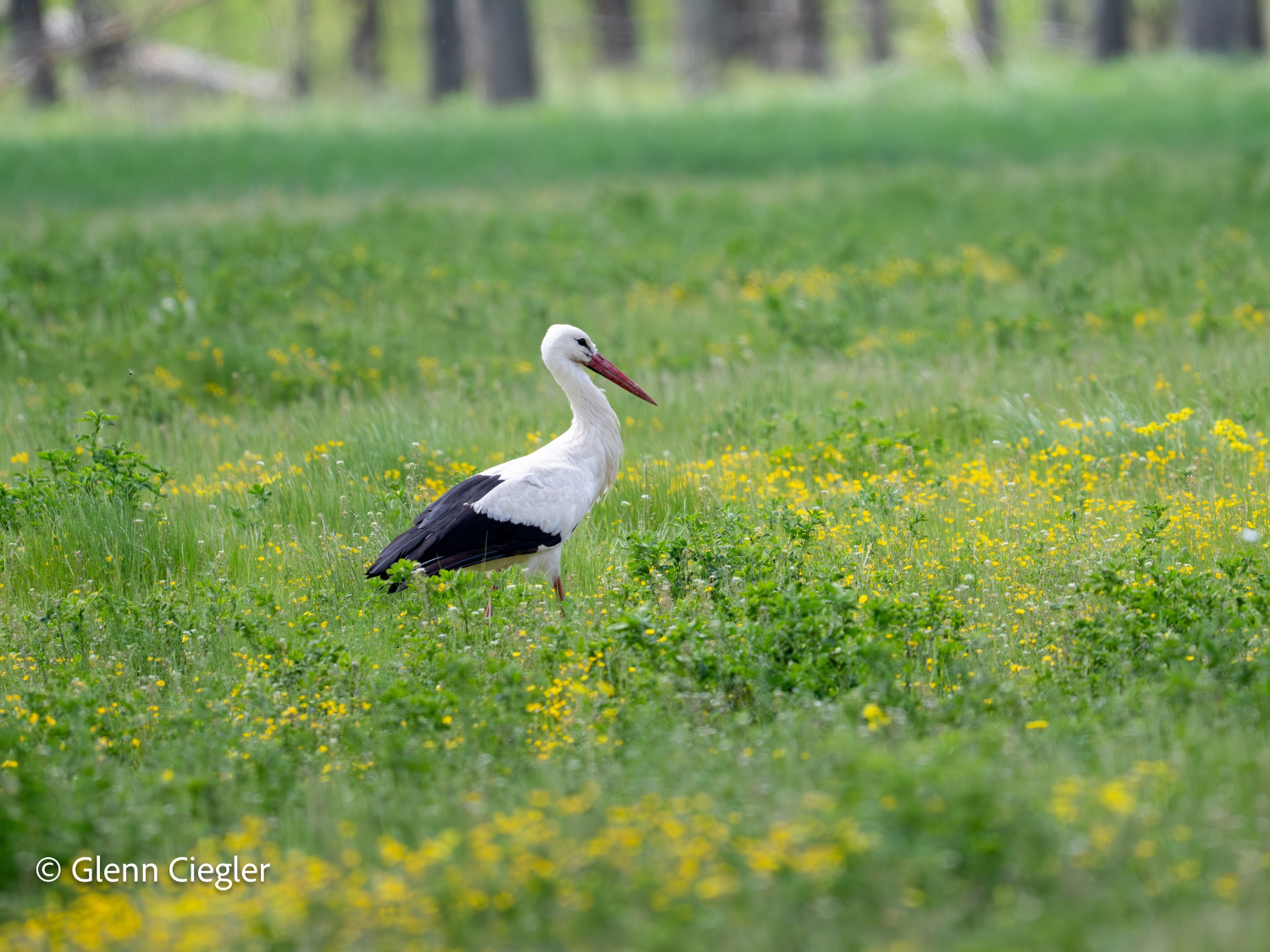 Picture of Bulgaria's Wildlife, Mountains, and Monasteries