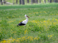 Picture of Bulgaria's Wildlife, Mountains, and Monasteries
