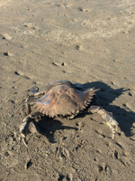 Picture of Costa Rica: Exploring the Pacific Coast