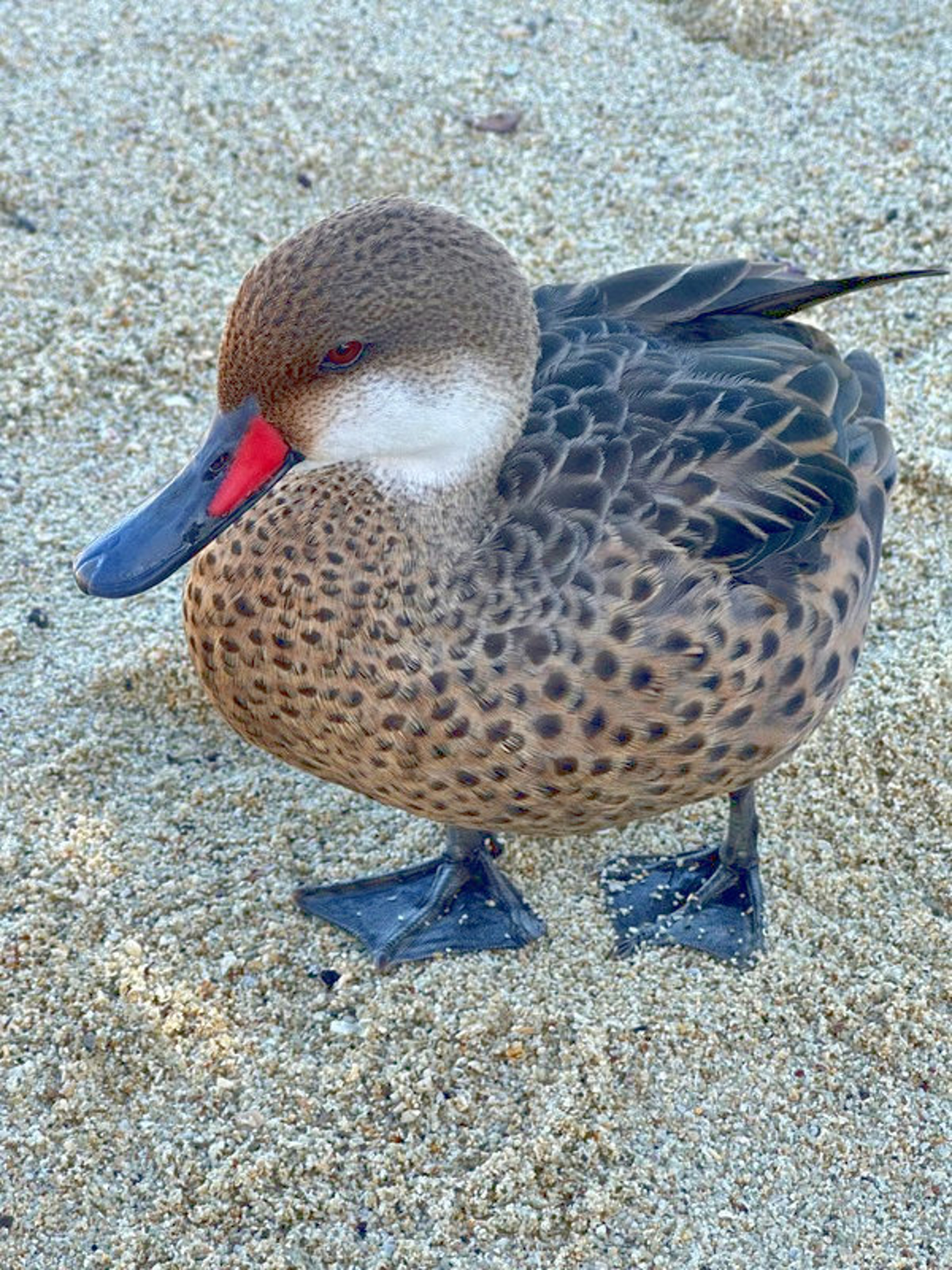 Picture of Explore the Galapagos Islands by Land