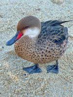 Picture of Explore the Galapagos Islands by Land