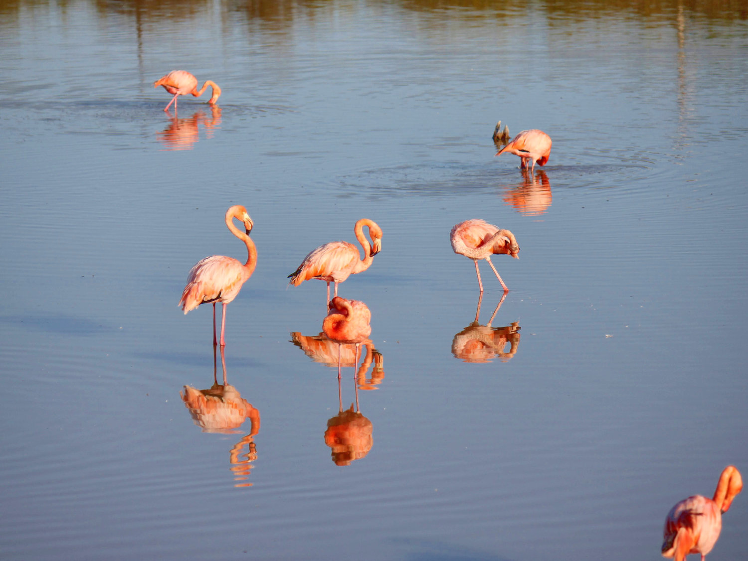 Picture of Explore the Galapagos Islands by Land