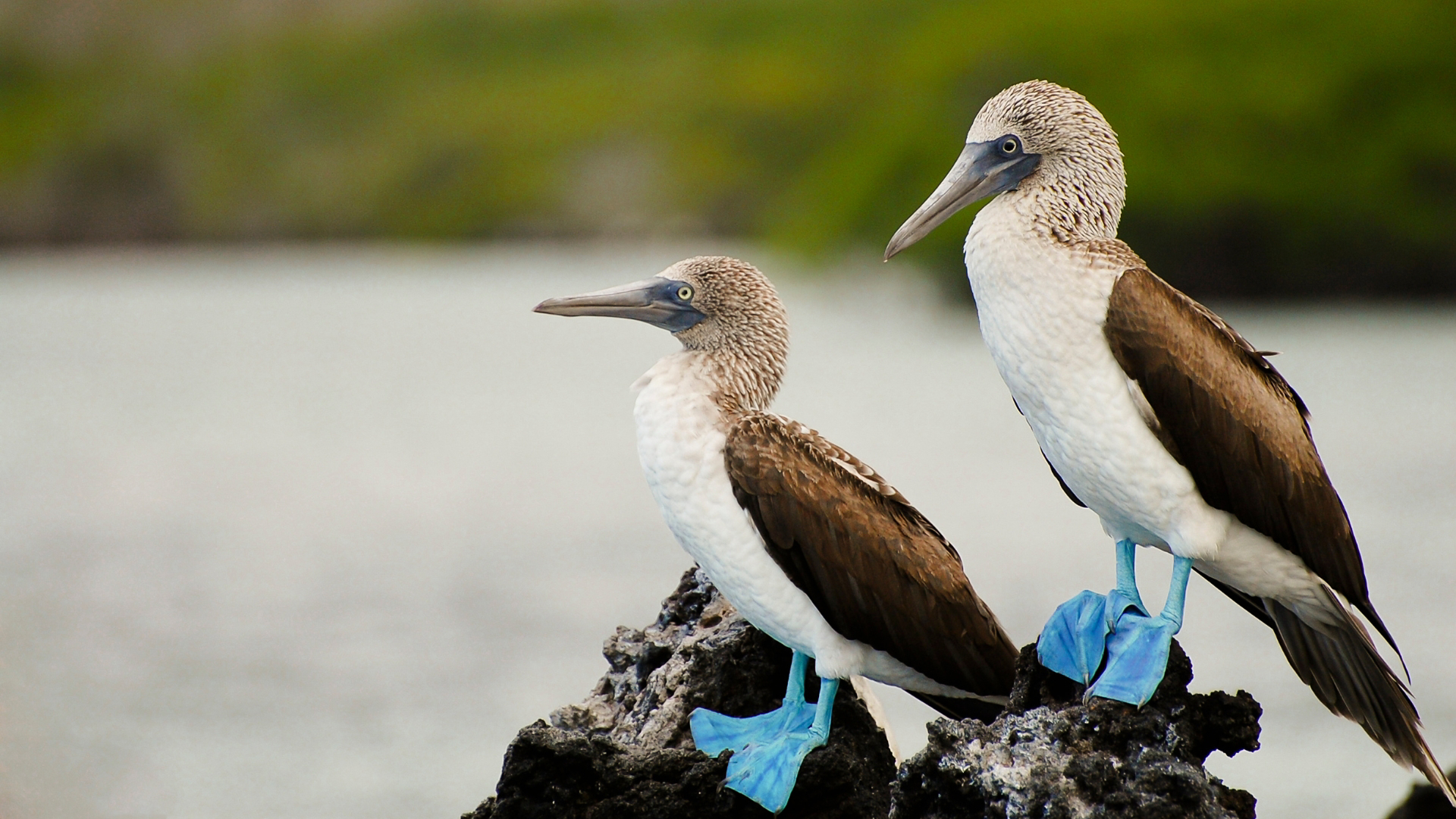 Picture of Explore the Galapagos Islands by Land