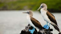 Picture of Explore the Galapagos Islands by Land
