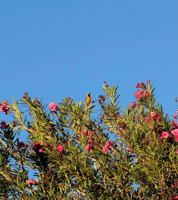 Picture of Desert Melodies: Intro to Birding and Hiking in Arizona
