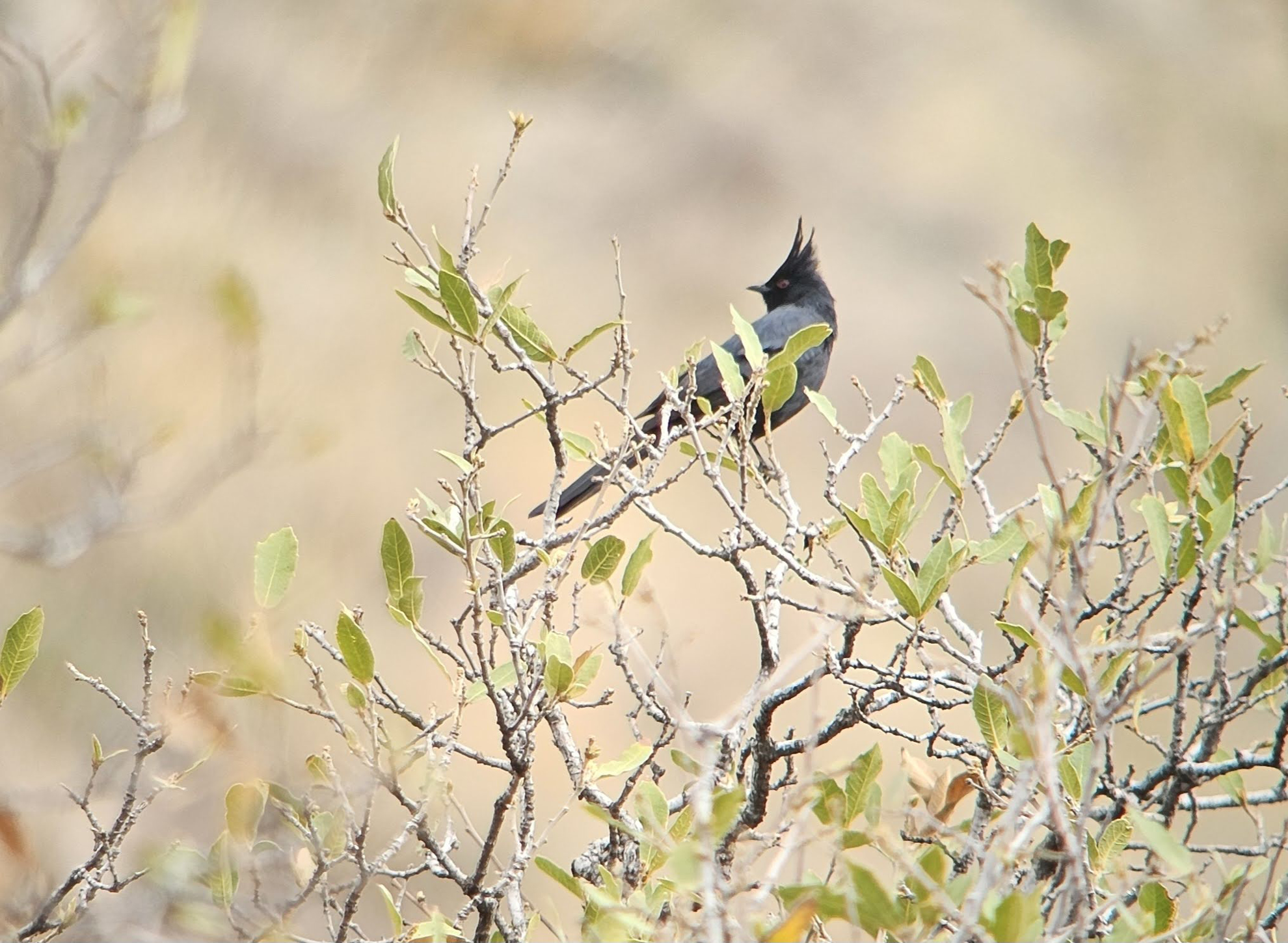 Picture of Desert Melodies: Intro to Birding and Hiking in Arizona