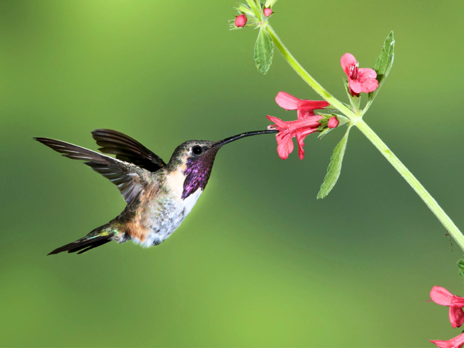 Picture of Desert Melodies: Intro to Birding and Hiking in Arizona
