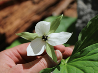 Picture of Wildflowers & Waterfalls: Exploring the Great Smokies