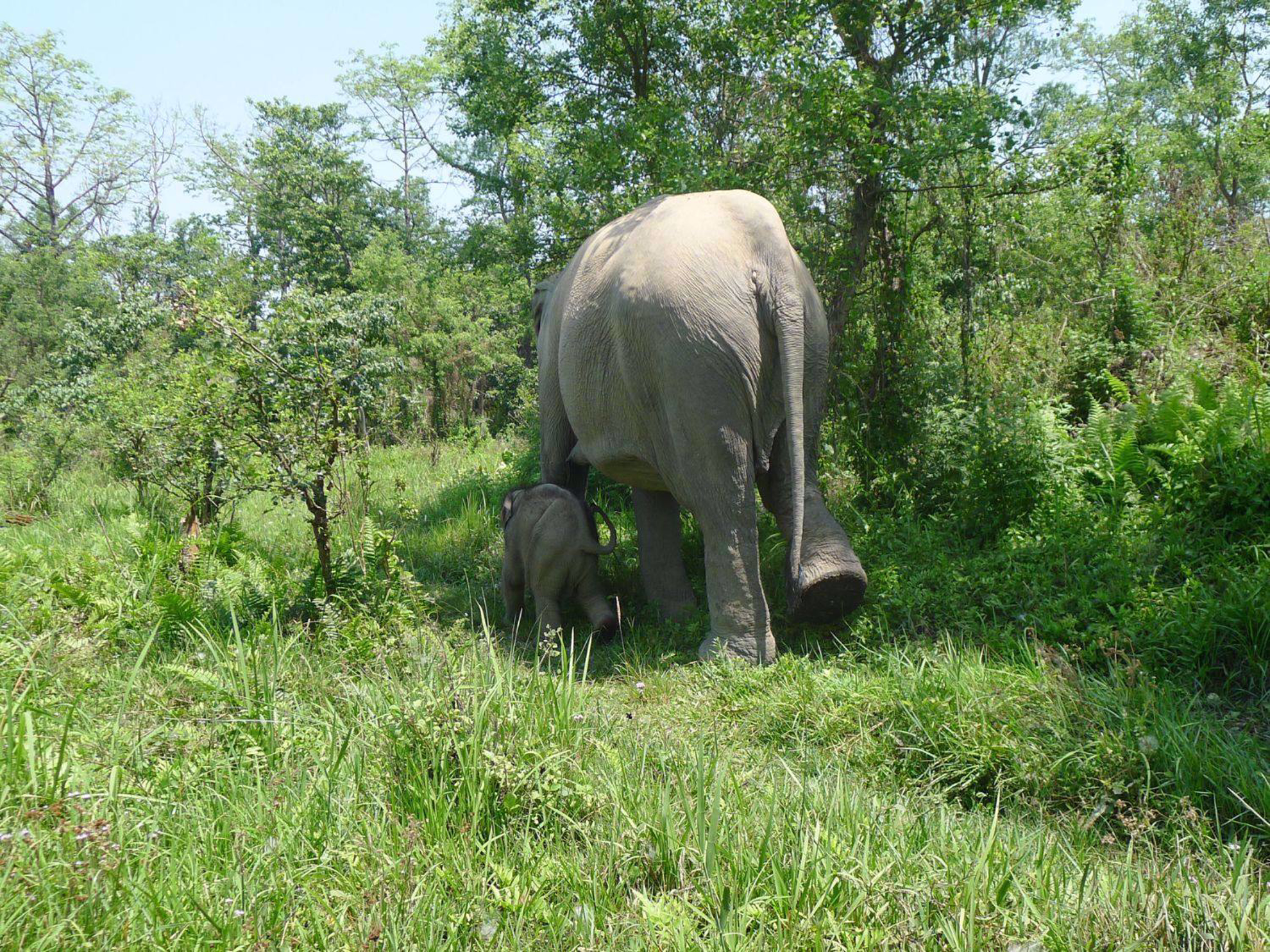 Picture of Trekking, Culture and Wildlife in Nepal