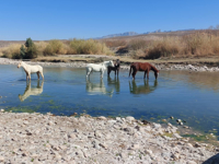 Picture of Big Bend Exploring and Hiking