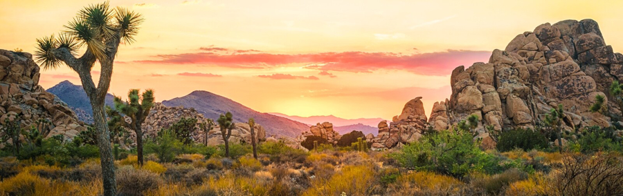 Desert Oasis Adventure: From Death Valley to Joshua Tree
