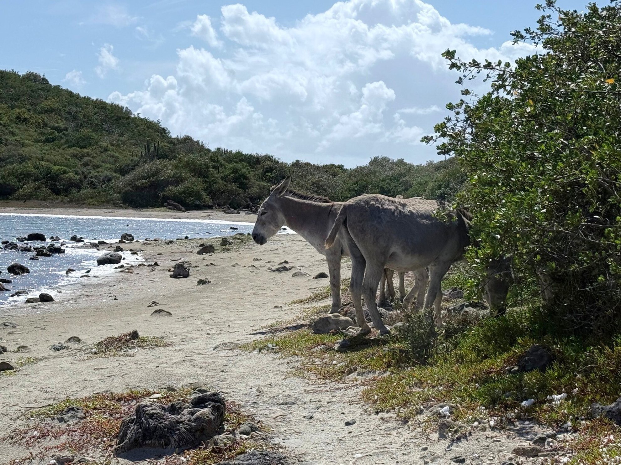 Picture of Adventures in the Caribbean: St. John