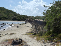 Picture of Adventures in the Caribbean: St. John