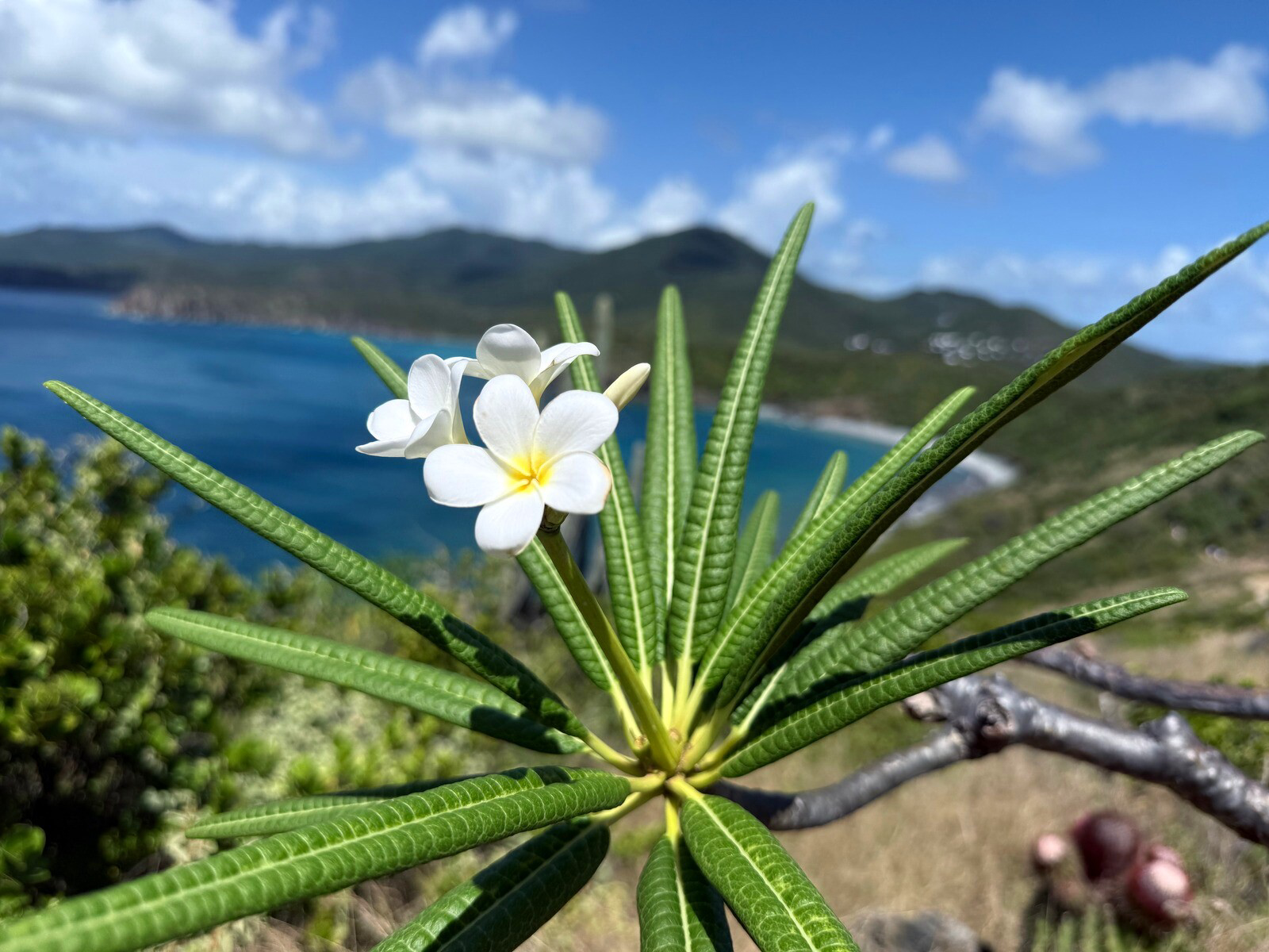 Picture of Adventures in the Caribbean: St. John