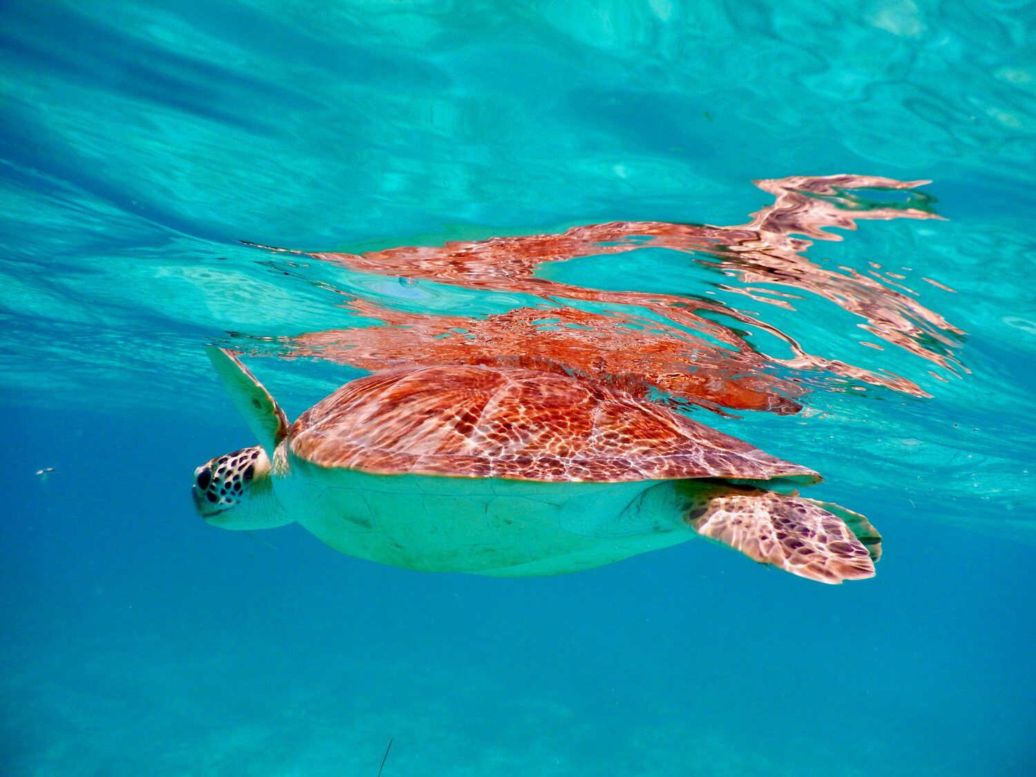 Picture of Adventures in the Caribbean: St. John