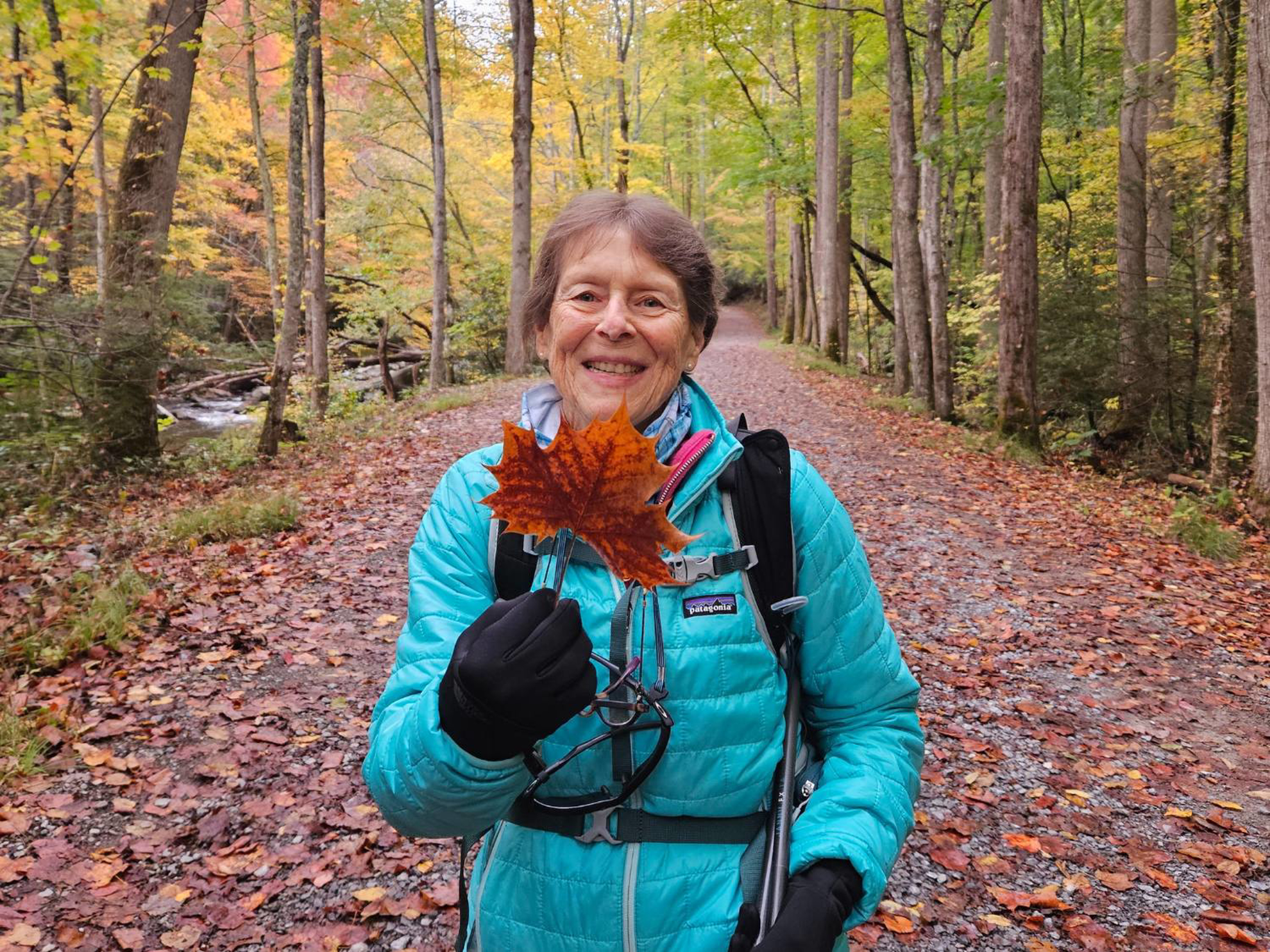 Picture of Fall in the Great Smokies