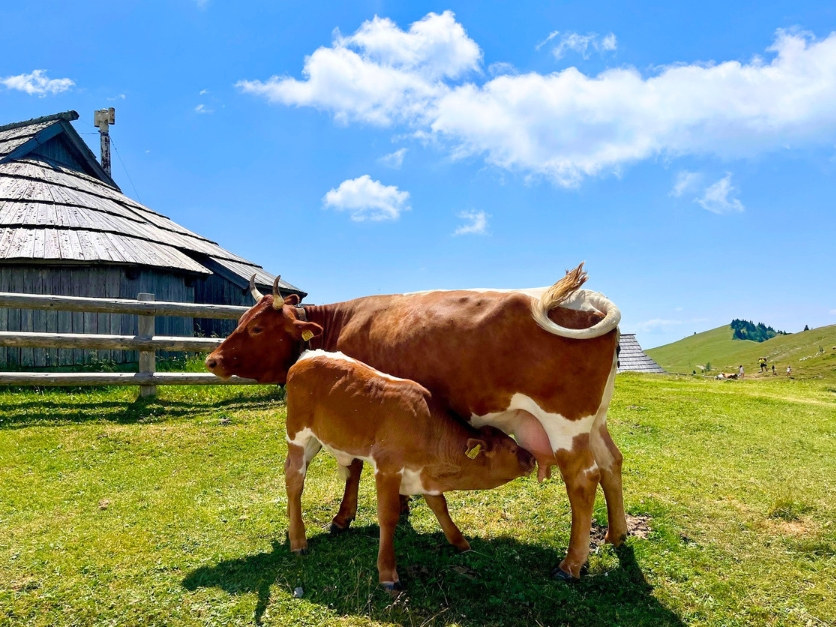 Picture of Alpine Adventures in Slovenia