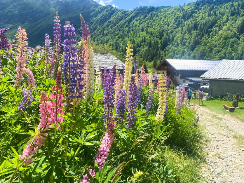 Picture of Tour du Mont Blanc Highlights