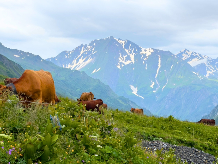 Picture of Tour du Mont Blanc Highlights