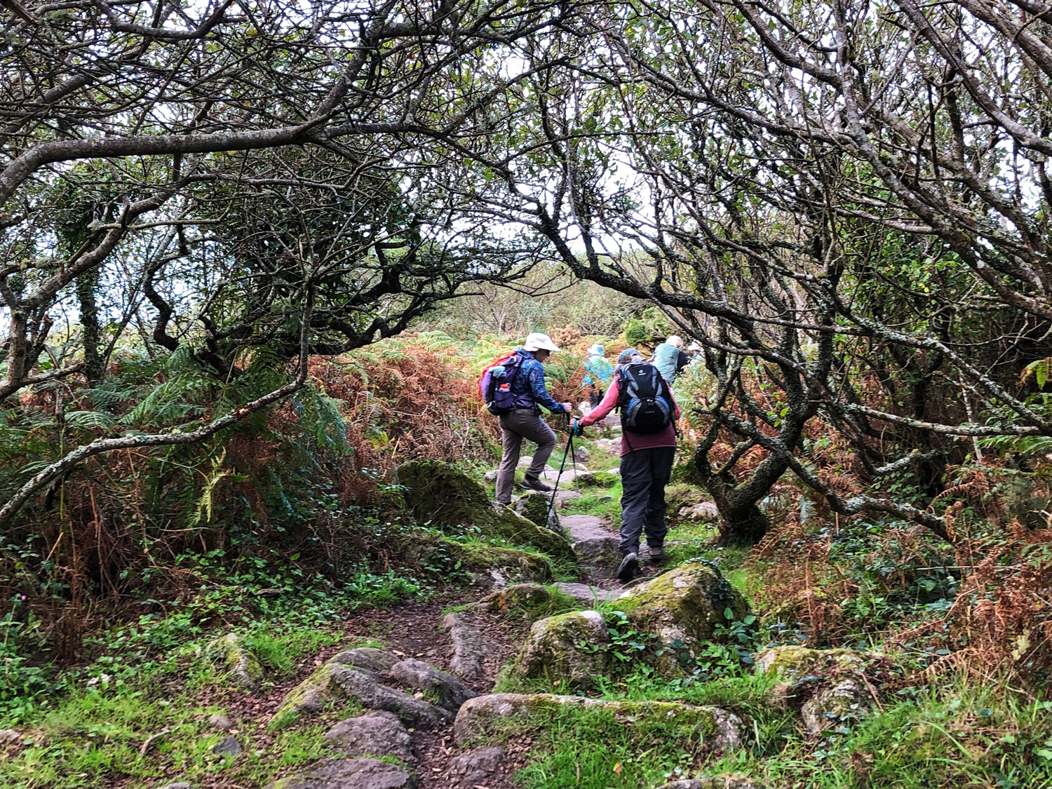 Picture of Cornwall's Coastal Charms: A Boutique Hiking Experience