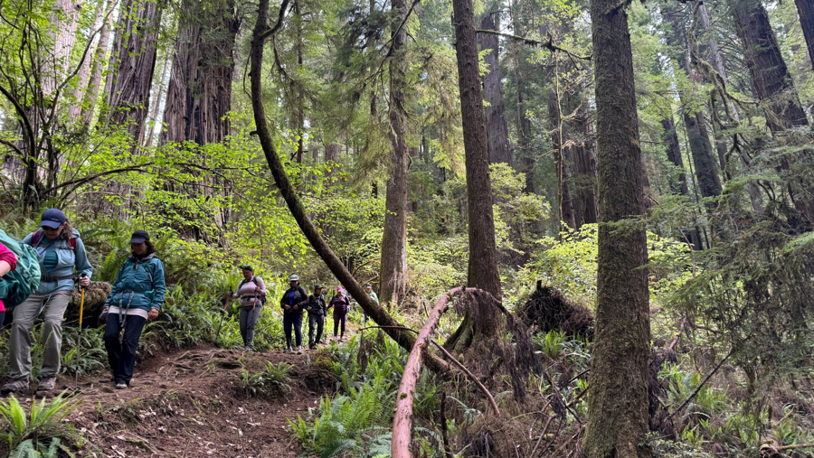 Wonder and Wellness in the Redwoods