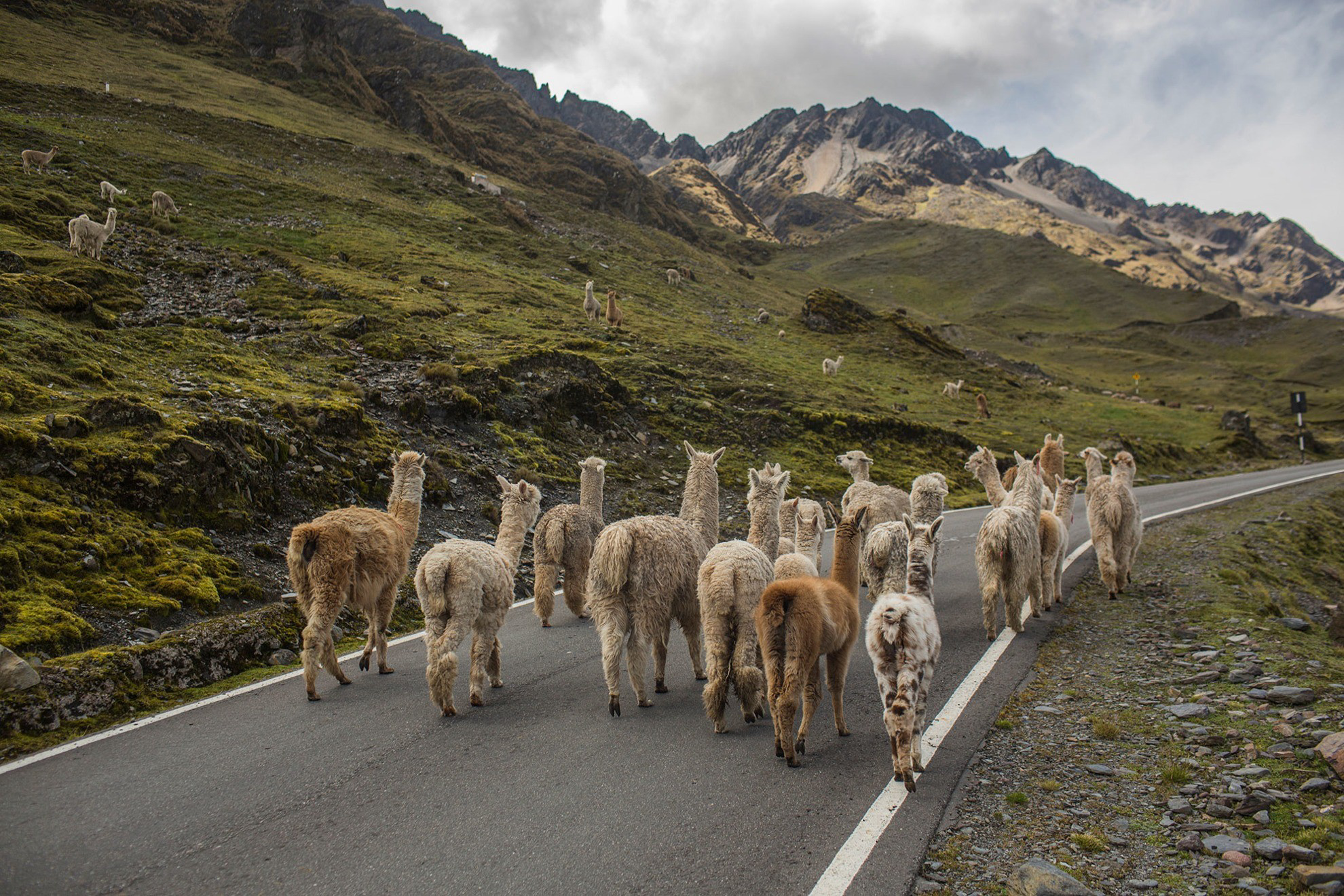 Picture of Peruvian Culture: Lares and the Lost City