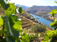 Picture of Portugal: Porto & the Douro Valley