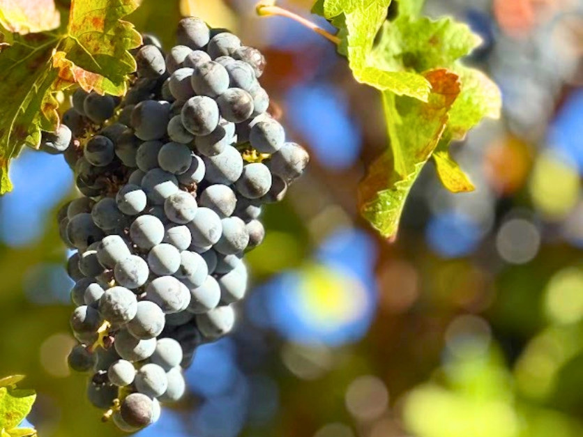 Picture of Portugal: Porto & the Douro Valley