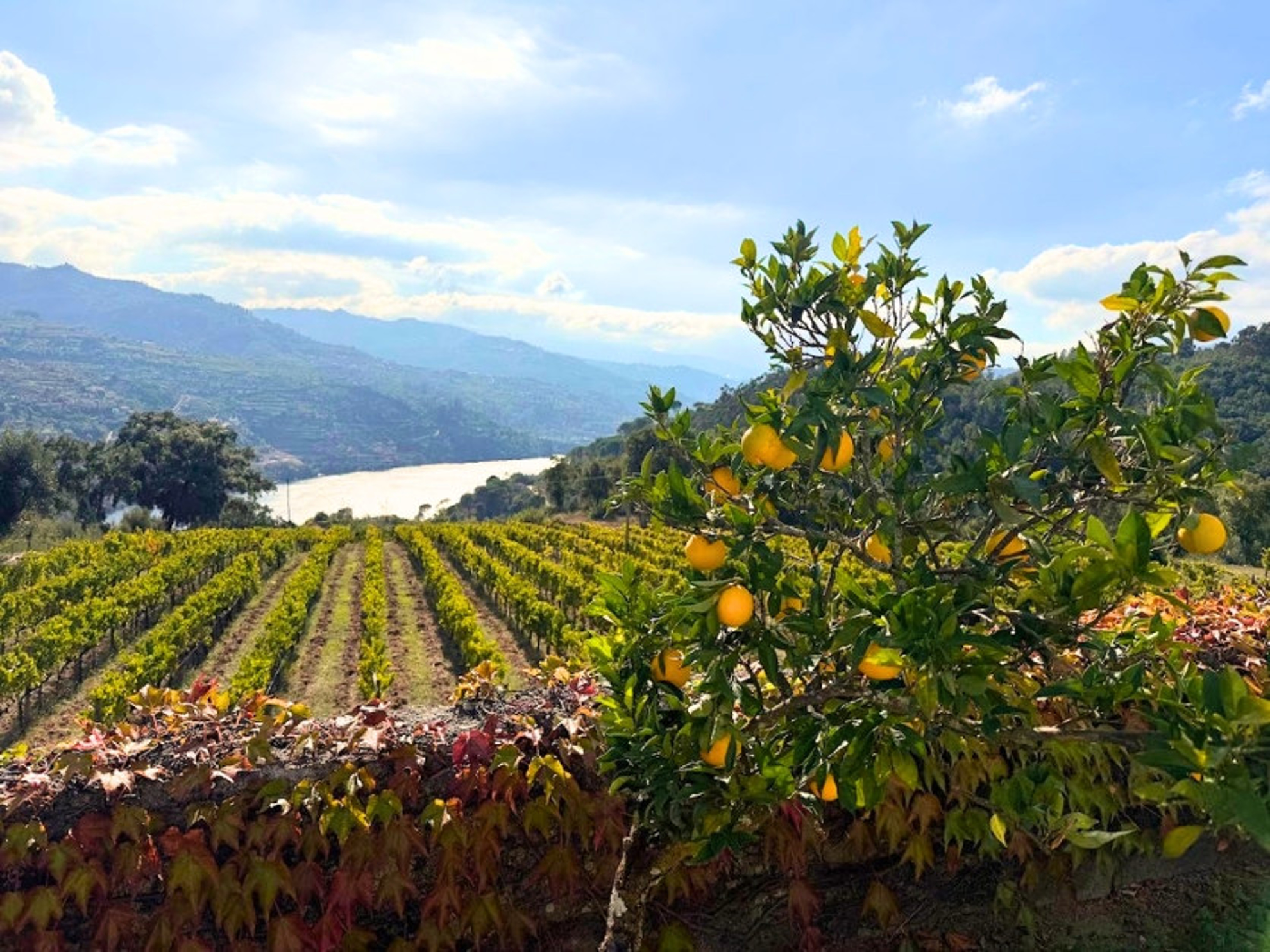 Picture of Portugal: Porto & the Douro Valley