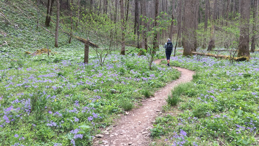 Wildflowers & Waterfalls: Exploring the Great Smokies