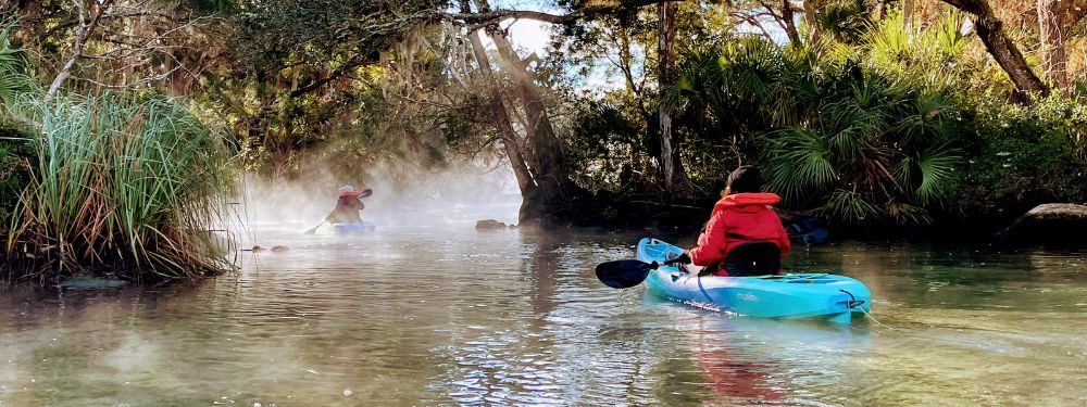 Manatees: Gentle Giants of the Gulf | How to protect and admire manatees
