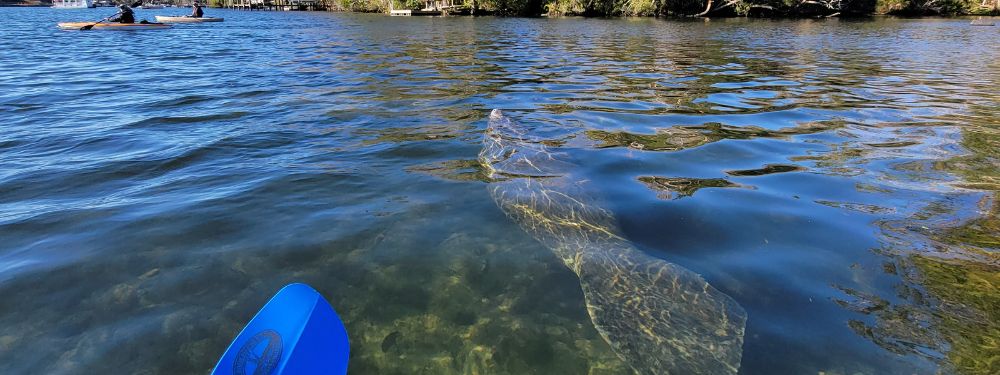 Manatees: Gentle Giants of the Gulf | How to protect and admire manatees