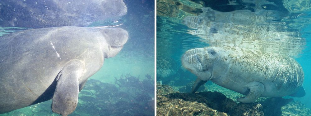 Manatees: Gentle Giants of the Gulf | How to protect and admire manatees